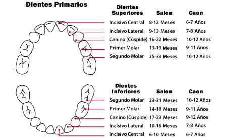 Calendario de los dientes de leche - Espacio Dental Jaén Calendario de los dientes de leche - Espacio Dental Jaén